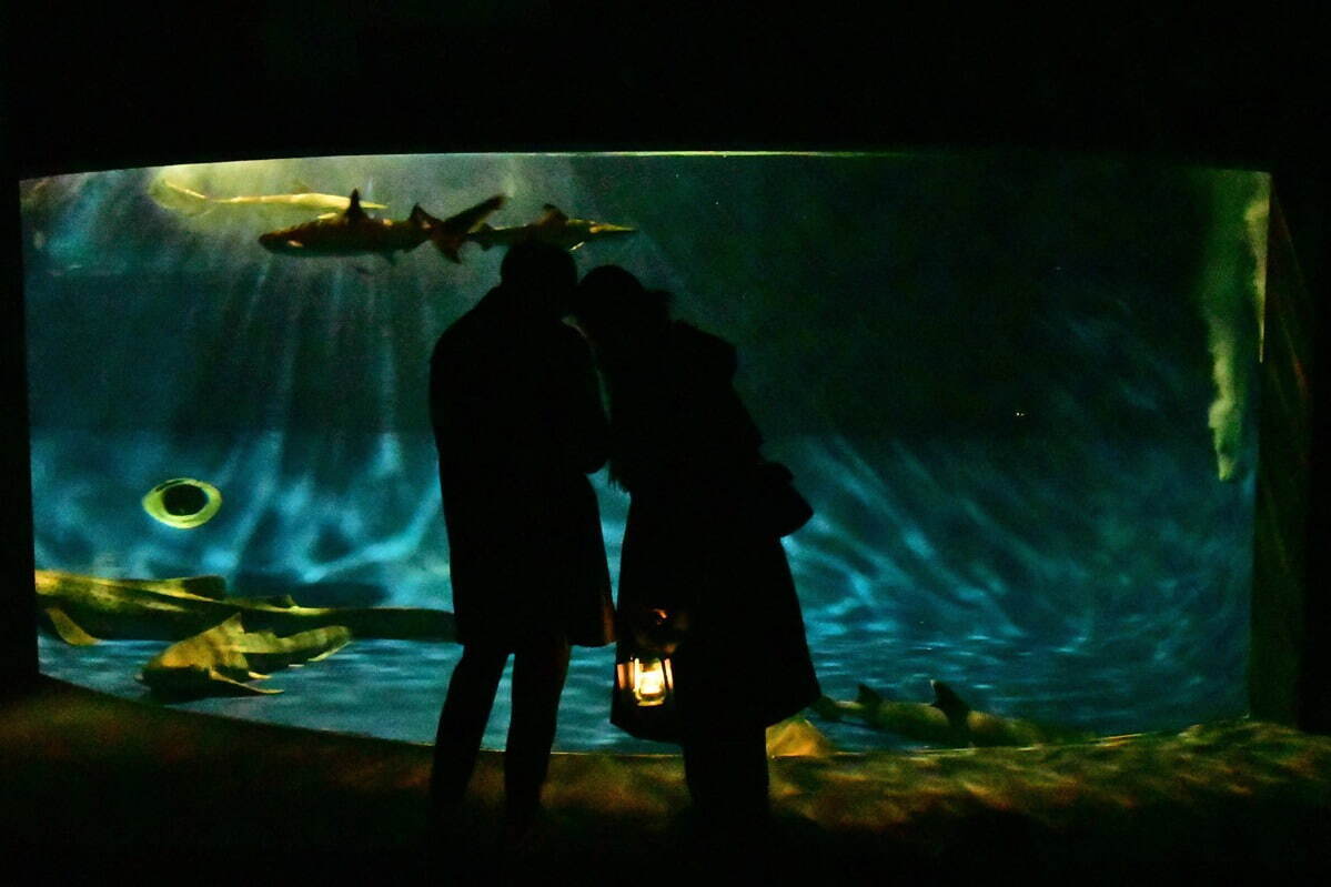 新江ノ島水族館の春イベント - クラゲ×桜の癒し空間＆夜の“えのすい”を楽しむダークアクアリウム｜写真3