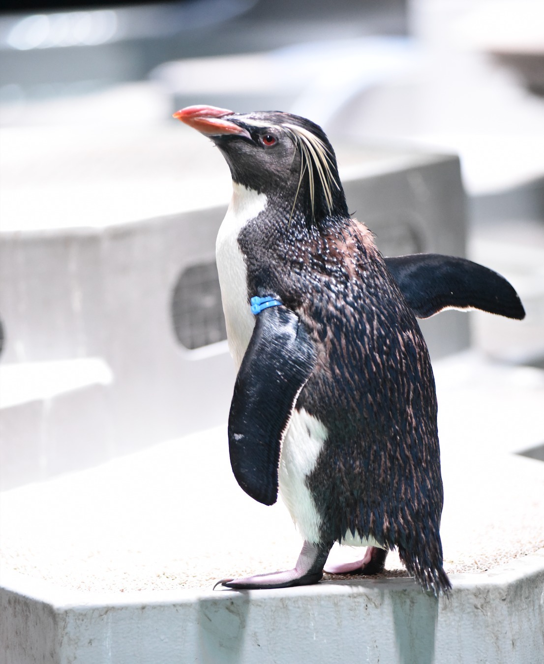 都市型水族館「アオアオ サッポロ」札幌の新複合施設内に、ペンギンゾーンや“癒しの”ネイチャーアクアリウム｜写真11