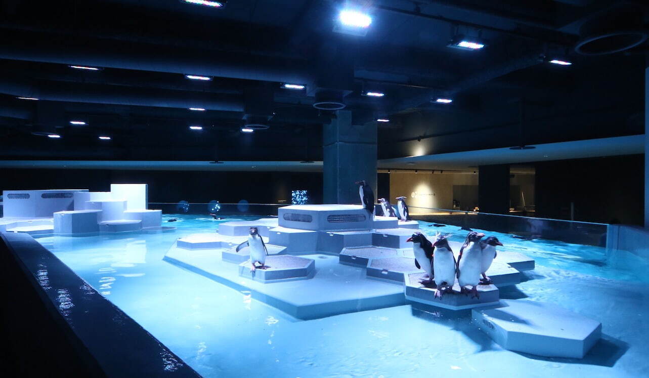 都市型水族館「アオアオ サッポロ」札幌の新複合施設内に、ペンギンゾーンや“癒しの”ネイチャーアクアリウム｜写真13