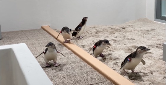都市型水族館「アオアオ サッポロ」札幌の新複合施設内に、ペンギンゾーンや“癒しの”ネイチャーアクアリウム｜写真12