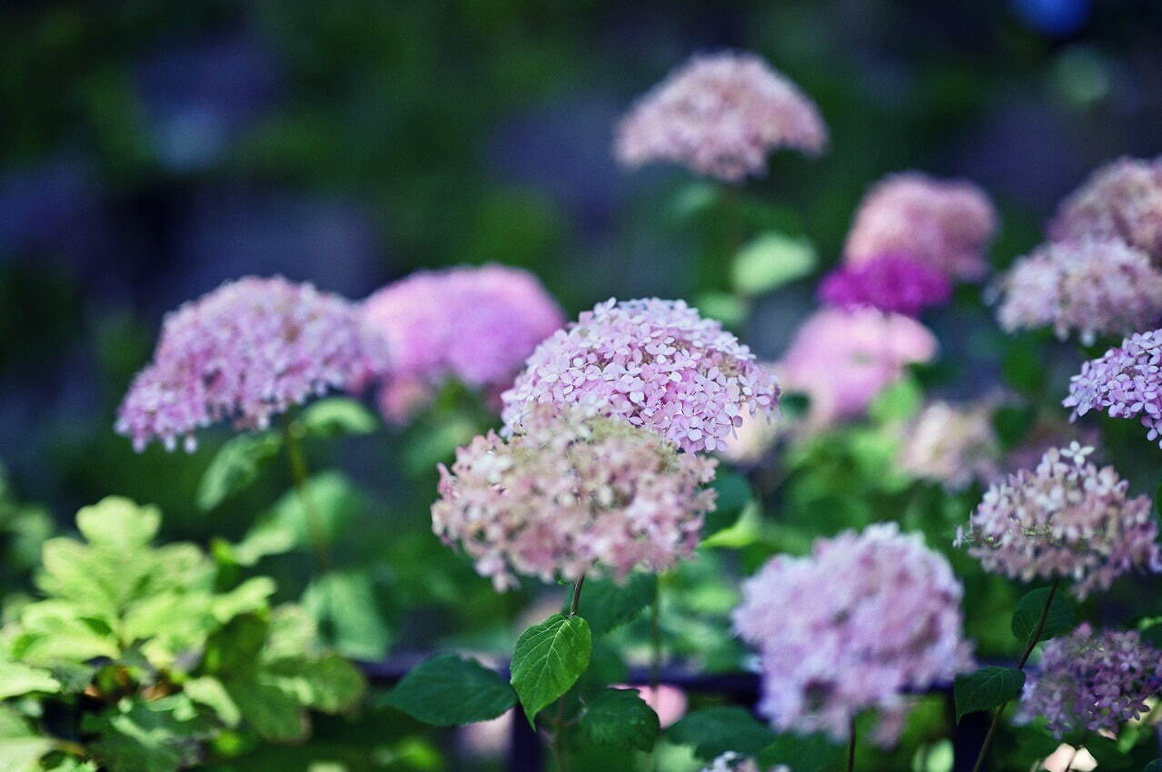 神戸布引ハーブ園「アジサイ」が見頃に、“約1,500株”の鮮やかなアジサイが咲き誇る | 写真