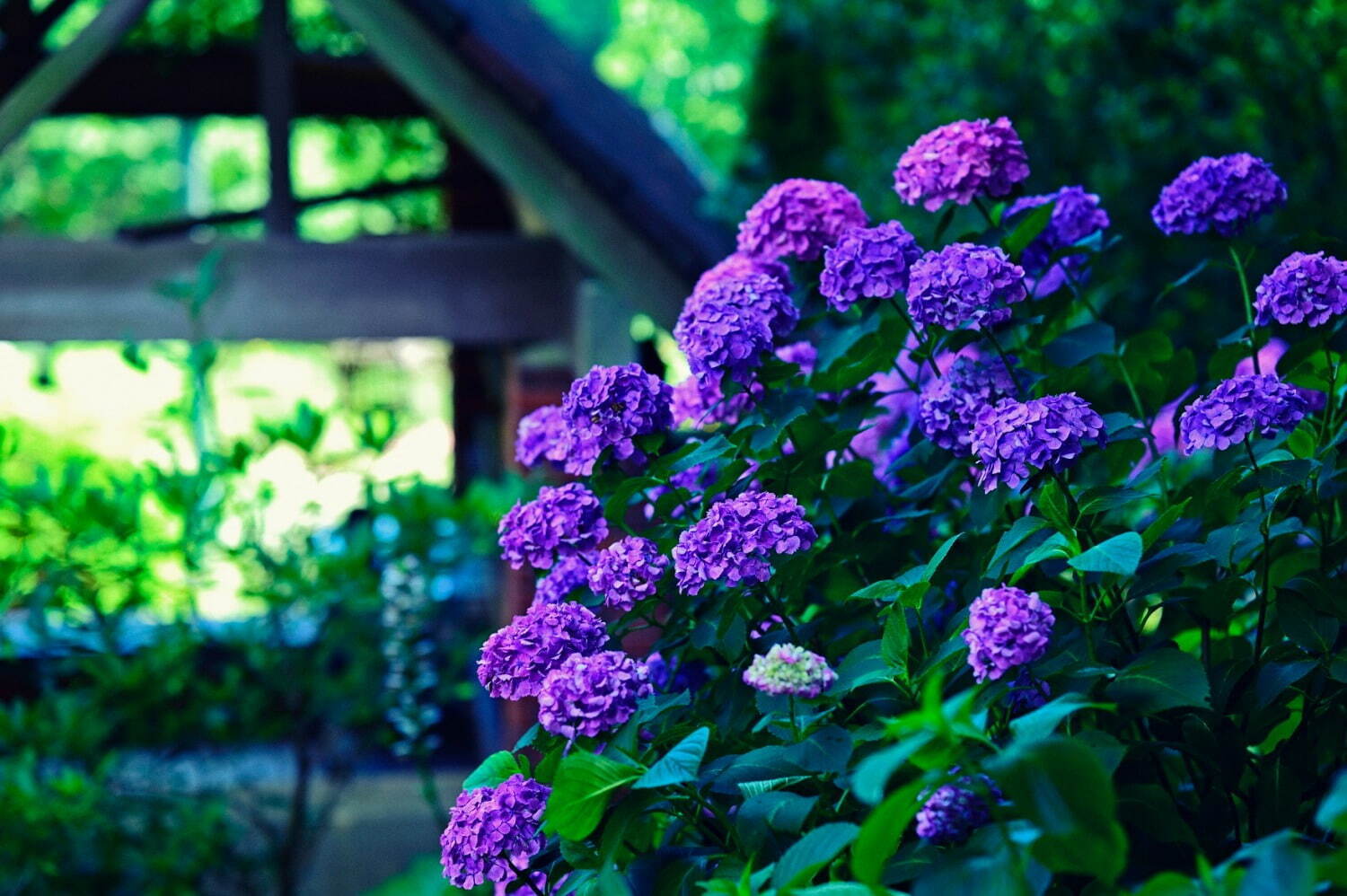 神戸布引ハーブ園「アジサイ」が見頃に、“約1,500株”の鮮やかなアジサイが咲き誇る | 写真
