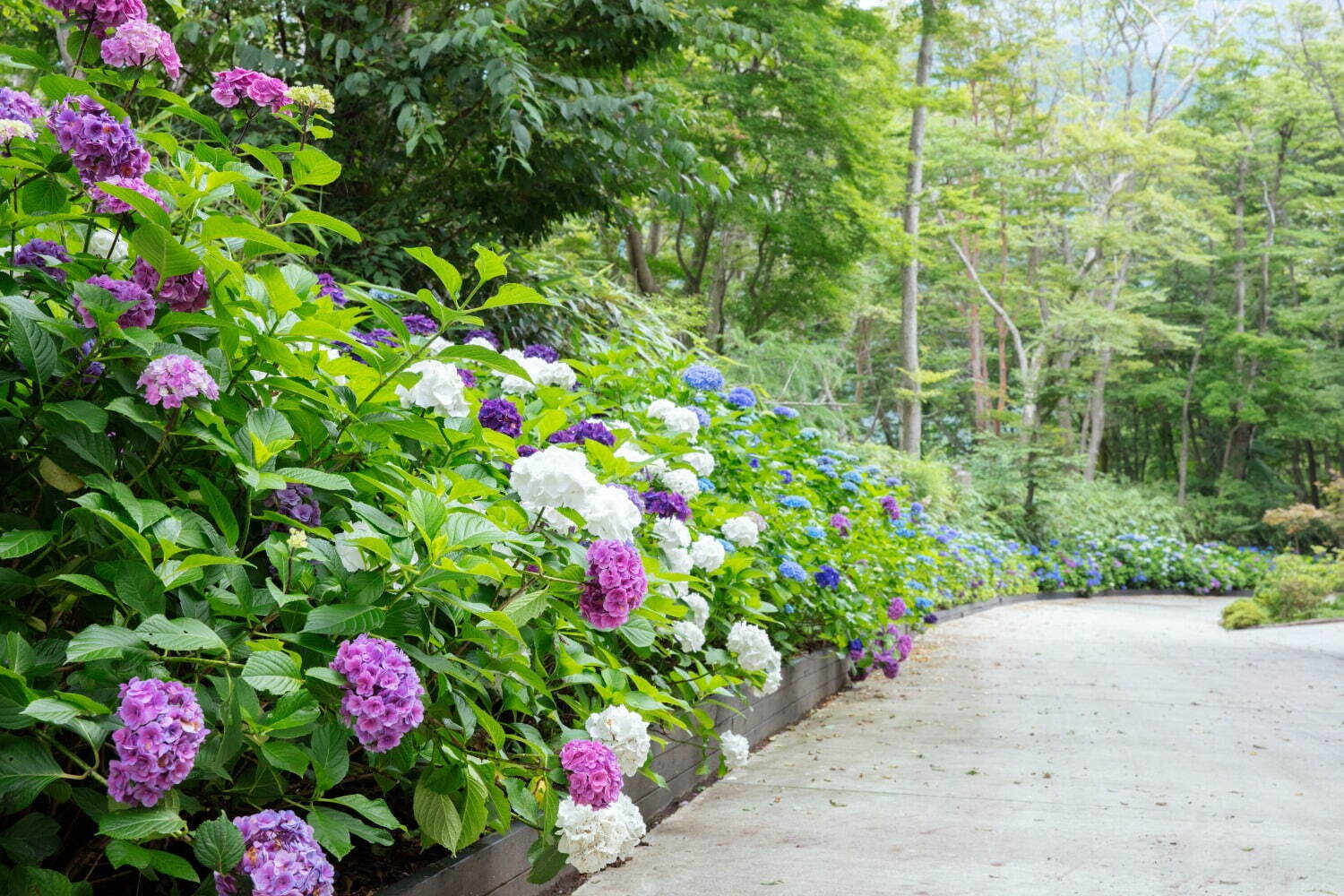 強羅「ニコライ バーグマン 箱根 ガーデンズ」にアジサイシーズン到来、約2,000株が満開に｜写真1