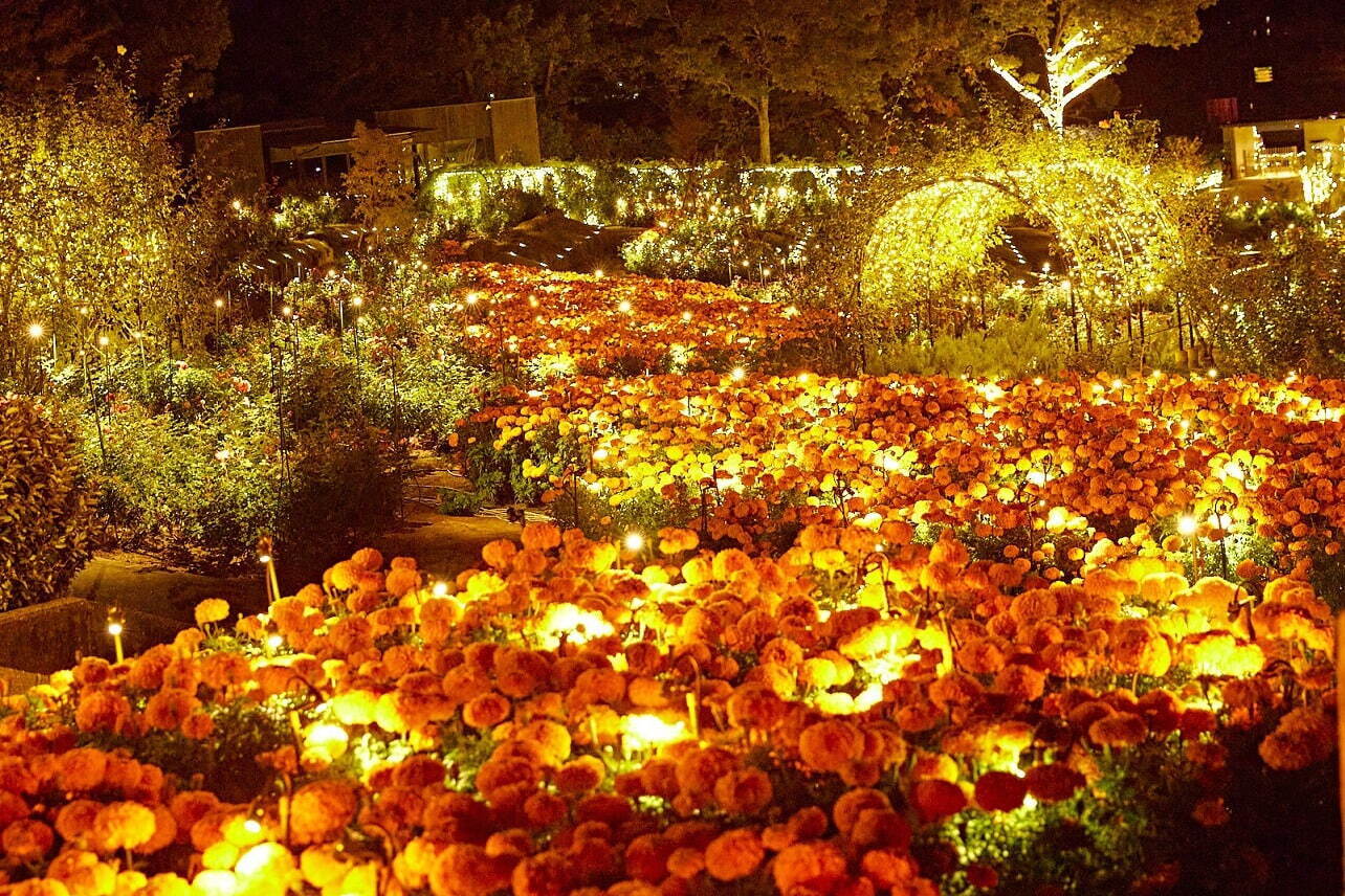 〈茨城・いばらきフラワーパーク〉夜のバラ園を楽しむ“秋バラ×マリーゴールド”イルミネーション
