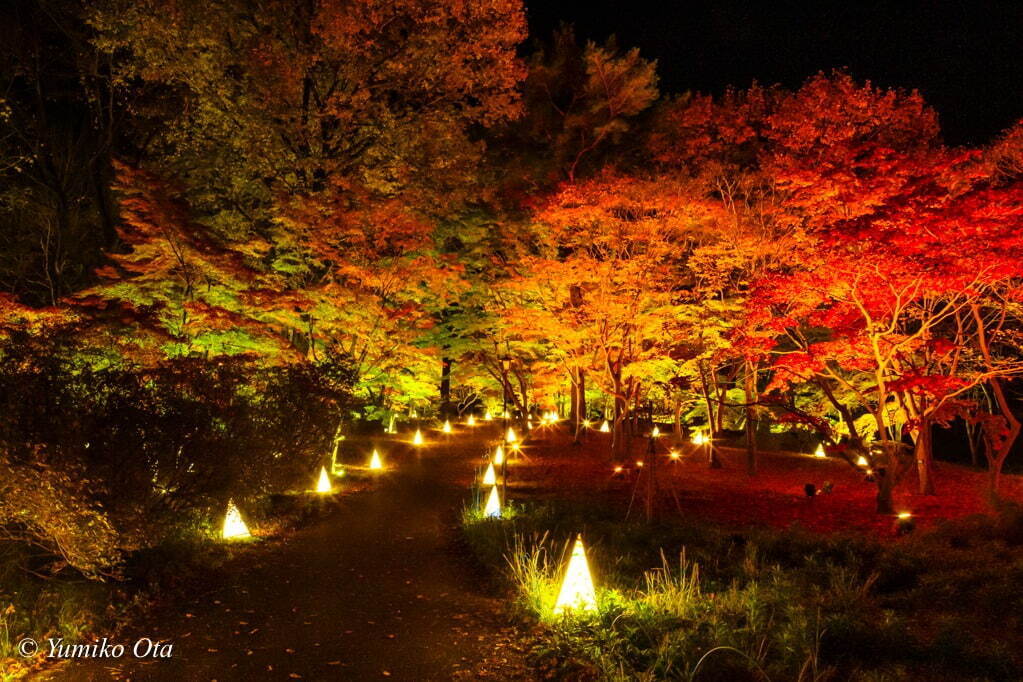 埼玉・国営武蔵丘陵森林公園「紅葉見ナイト」約20種・500本のカエデが多彩に色づく、紅葉ライトアップ｜写真2
