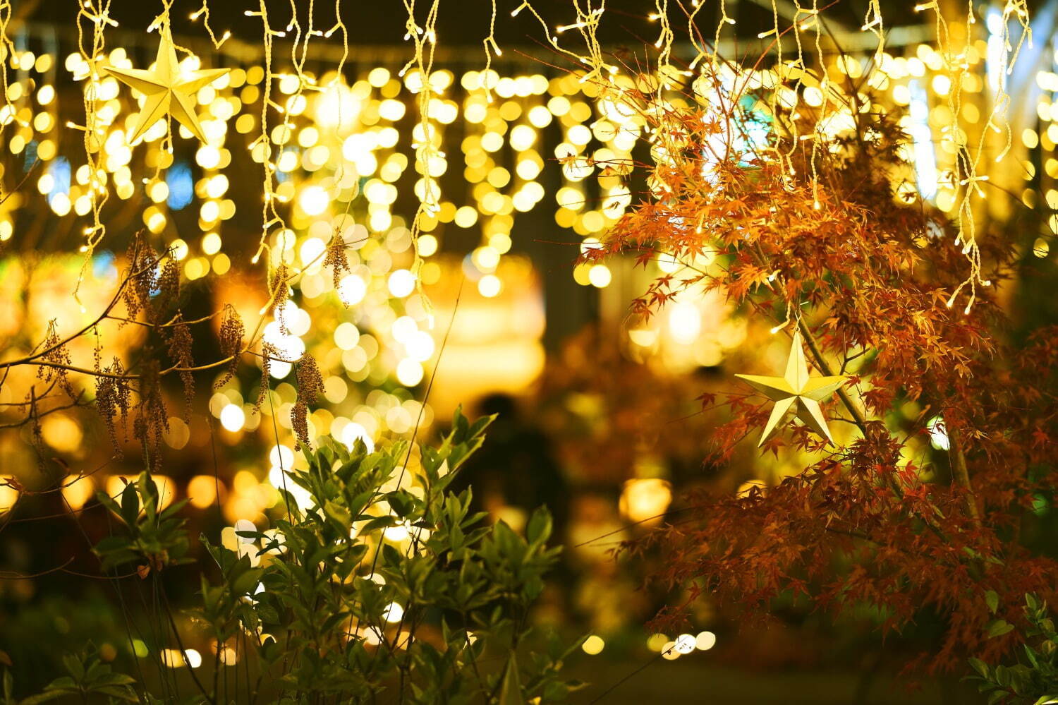東急プラザ表参道原宿のクリスマスイルミネーション「星の降る森」テーマの幻想的な光が点灯｜写真3