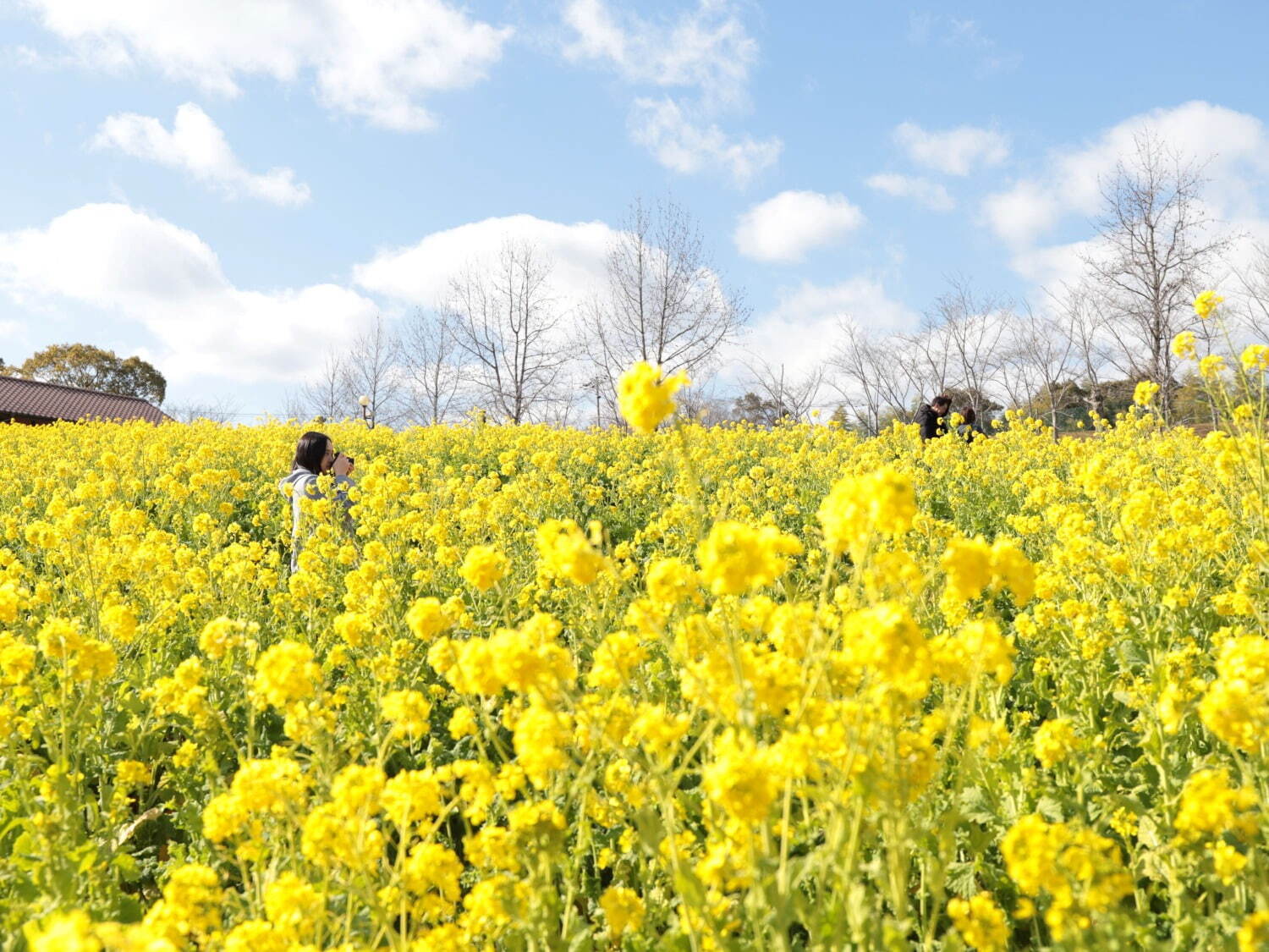 「菜の花」約50万本が咲く“黄色い絨毯”のような花畑、大阪「堺・緑のミュージアム ハーベストの丘」で｜写真1
