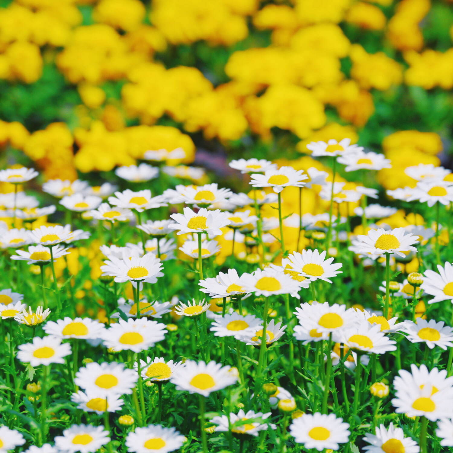 横浜赤レンガ倉庫「フラワー ガーデン 2024」約2万株の花が咲く“不思議な花畑”、キッチンカー出店も｜写真2