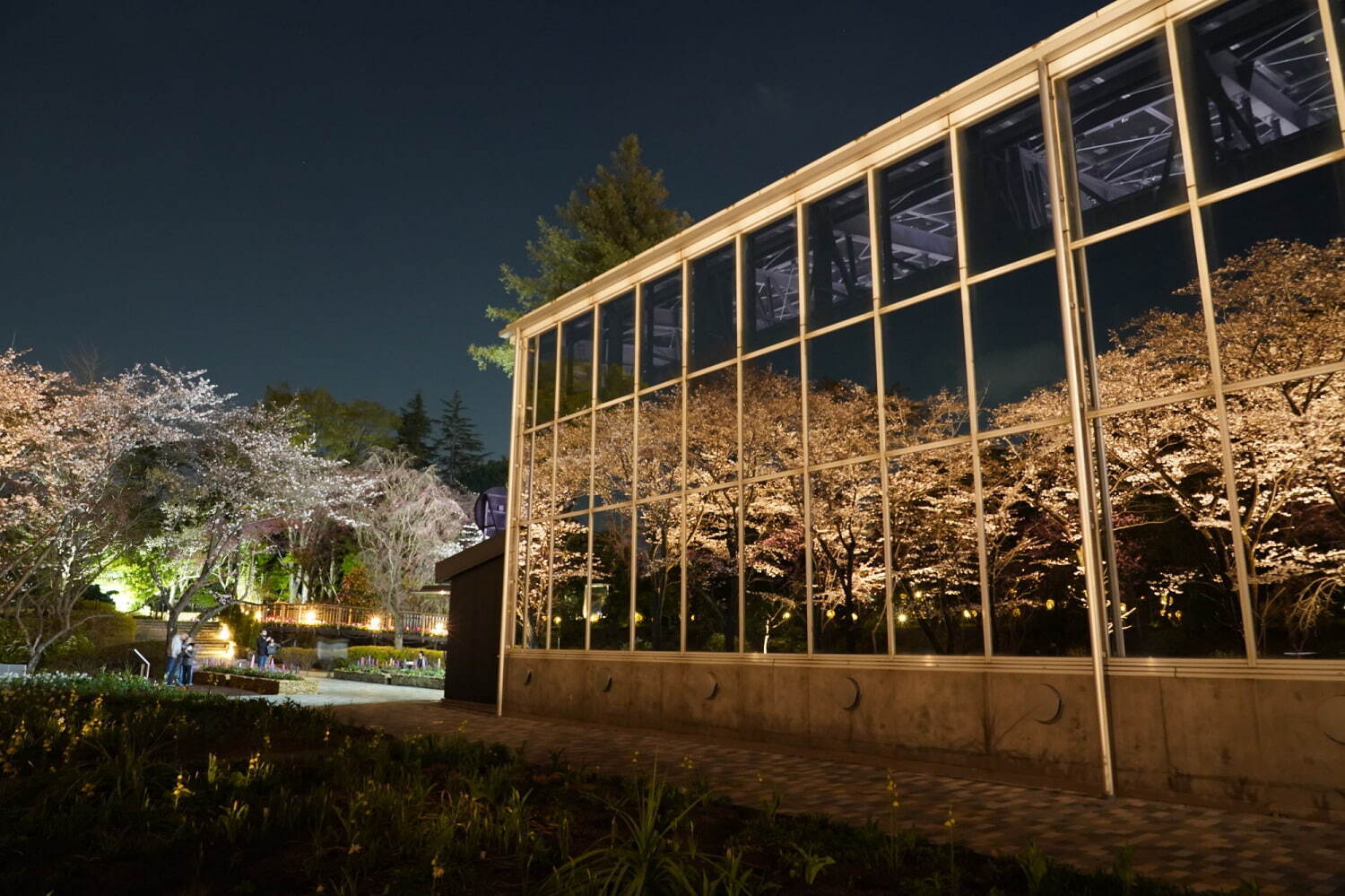 よみうりランド「夜桜ジュエルミネーション」約800本の桜を満喫、“桜をイメージ”幻想的な光の演出も｜写真7