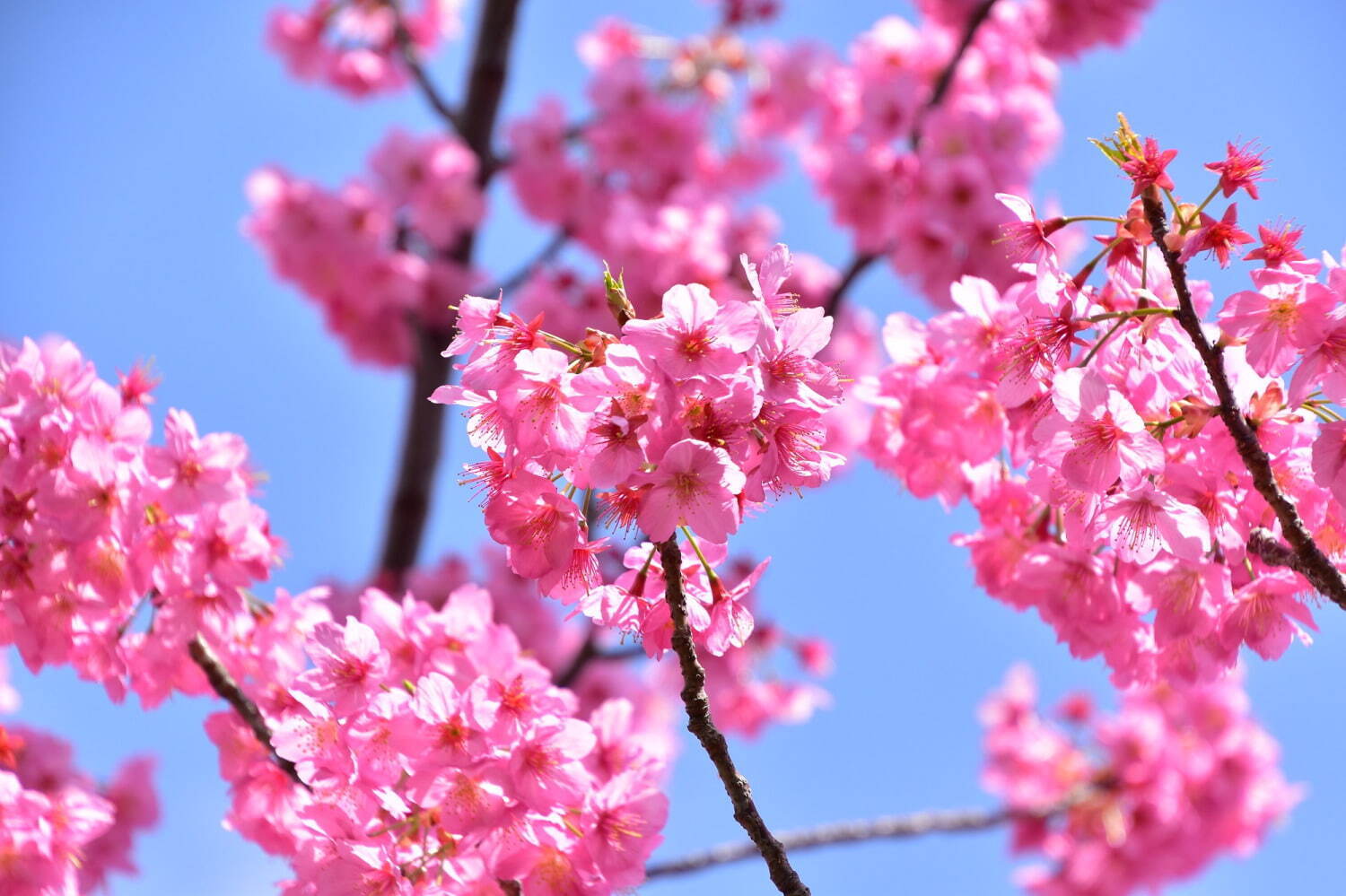 よみうりランド「夜桜ジュエルミネーション」約800本の桜を満喫、“桜をイメージ”幻想的な光の演出も｜写真4