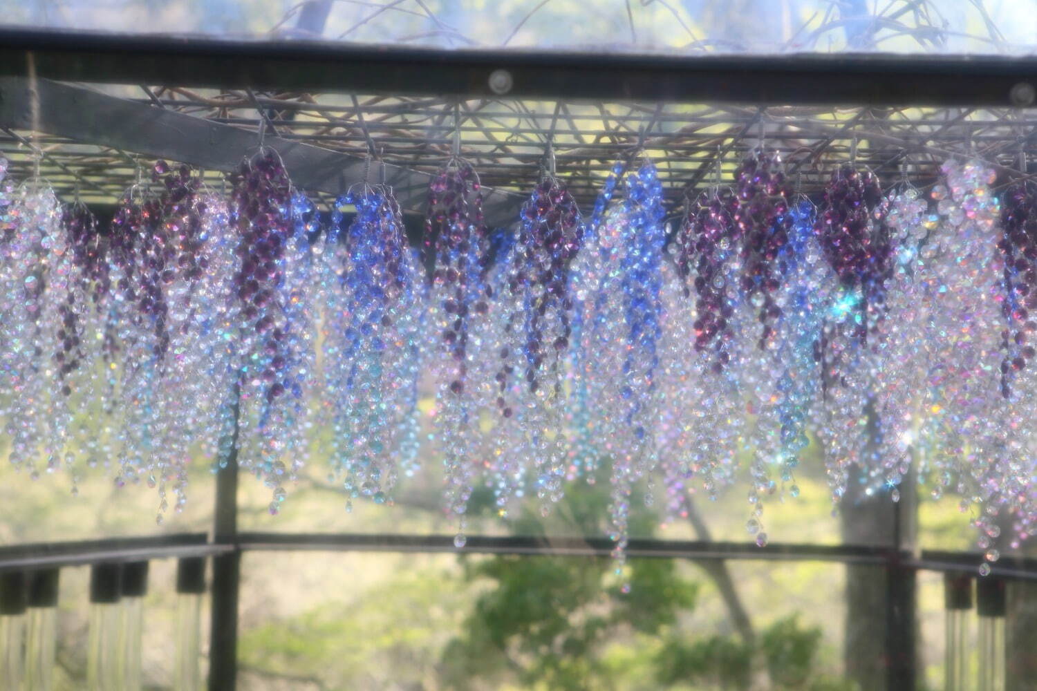 「クリスタルガラス 藤の花」箱根ガラスの森美術館で、“紫＆虹色に輝く”400房のフラワーオブジェ｜写真2