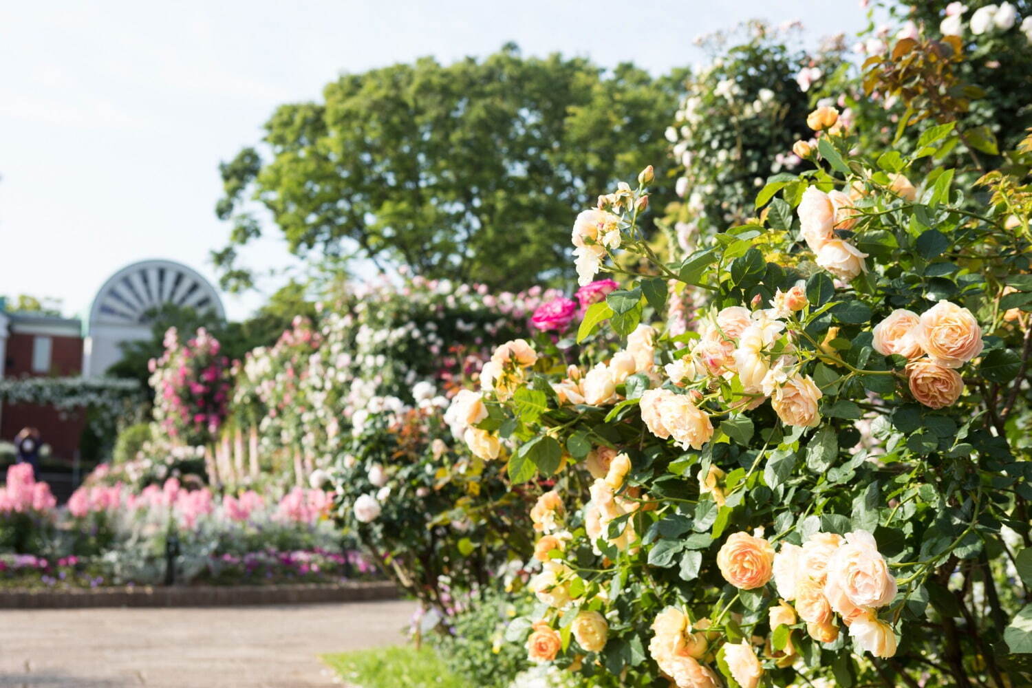 「横浜ローズウィーク」2,000品種以上のバラが横浜市内に登場、“バラ”着想の限定グルメも｜写真12