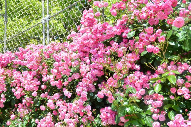 「春のローズフェスタ」小田原フラワーガーデンで、色彩豊かな春バラ約160品種・360本が見頃に｜写真4