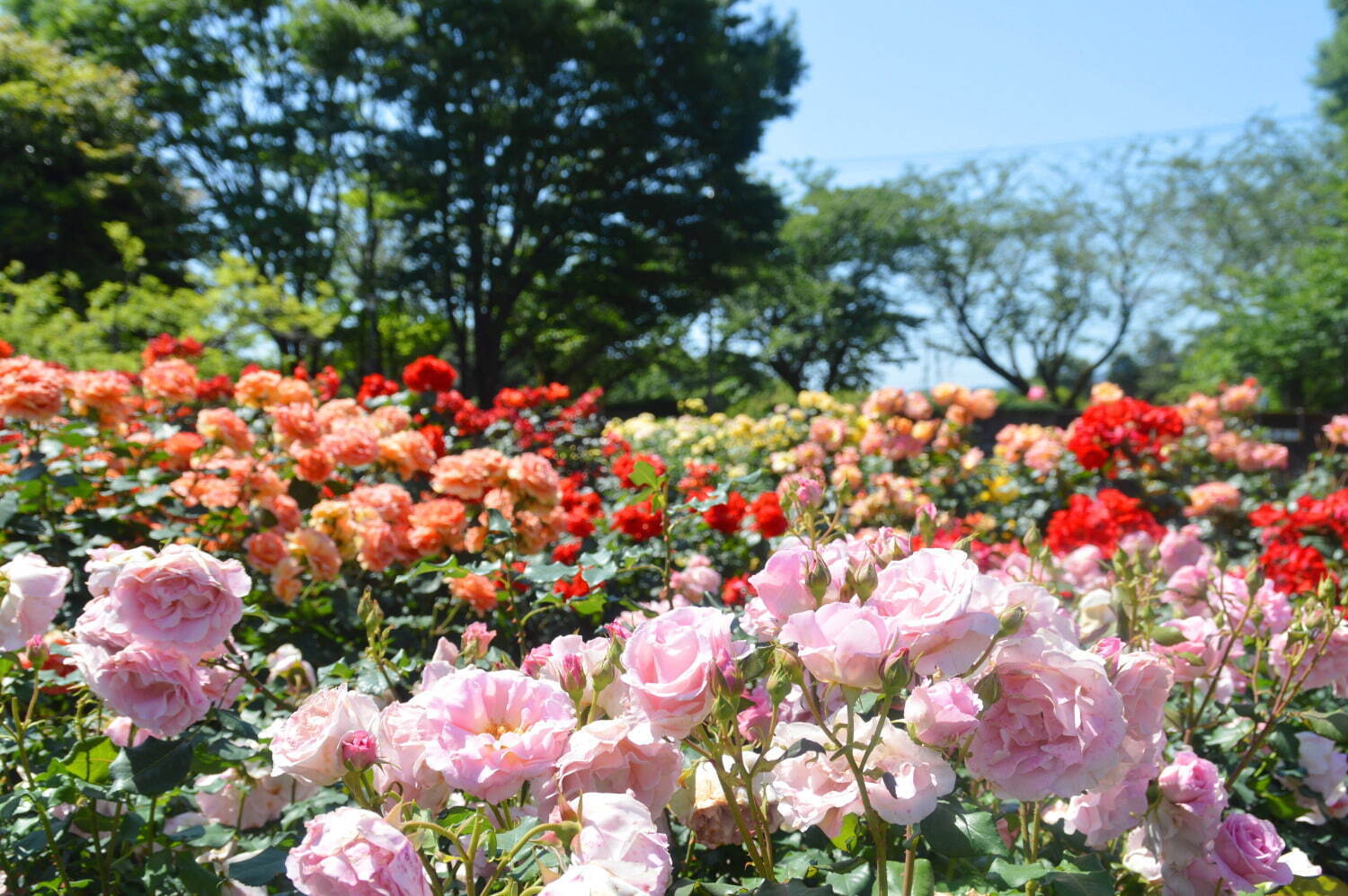 「春のローズフェスタ」小田原フラワーガーデンで、色彩豊かな春バラ約160品種・360本が見頃に｜写真2