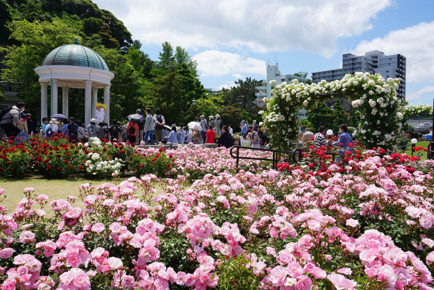 横須賀市ヴェルニー公園「春のローズフェスタ」色や香りが異なる多彩な約130類の“春バラ”が見頃に｜写真18
