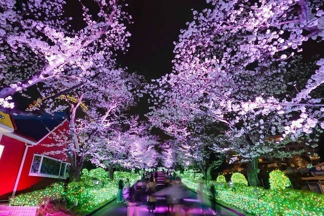 よみうりランドの花見イベント「夜桜ジュエルミネーション」