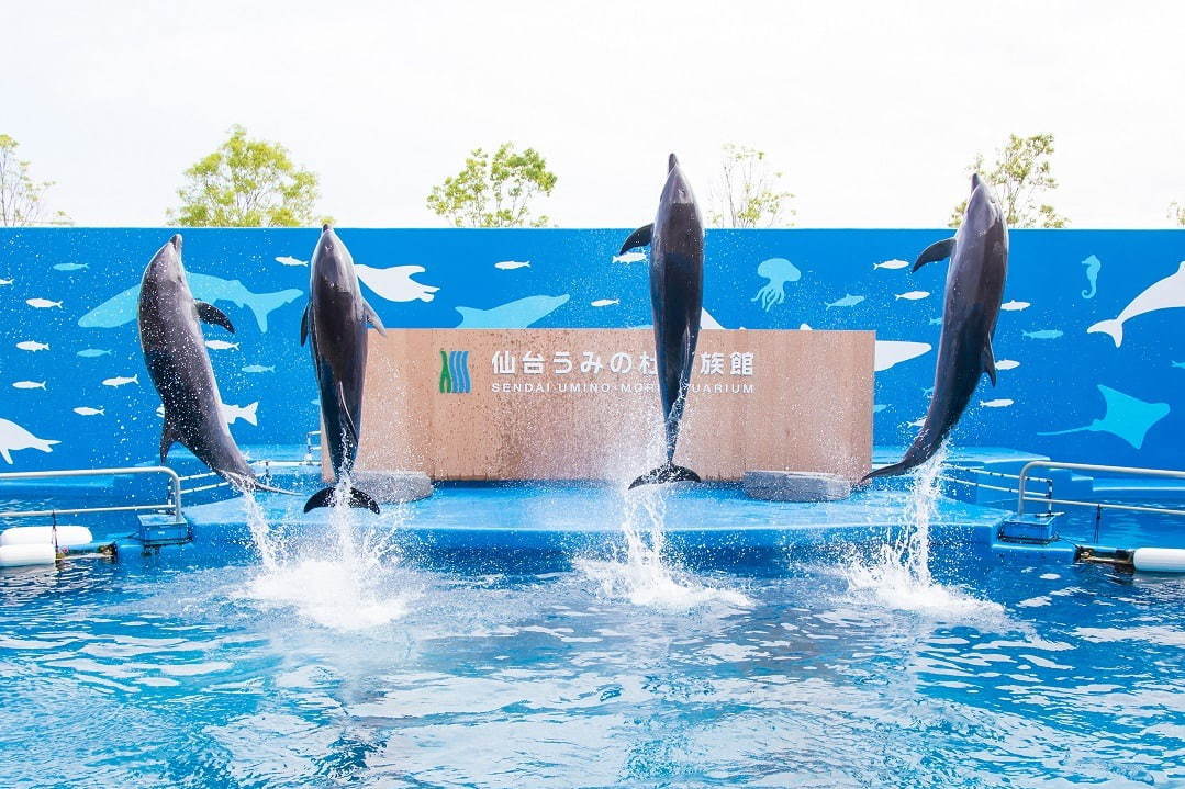 仙台うみの杜水族館 - 写真7