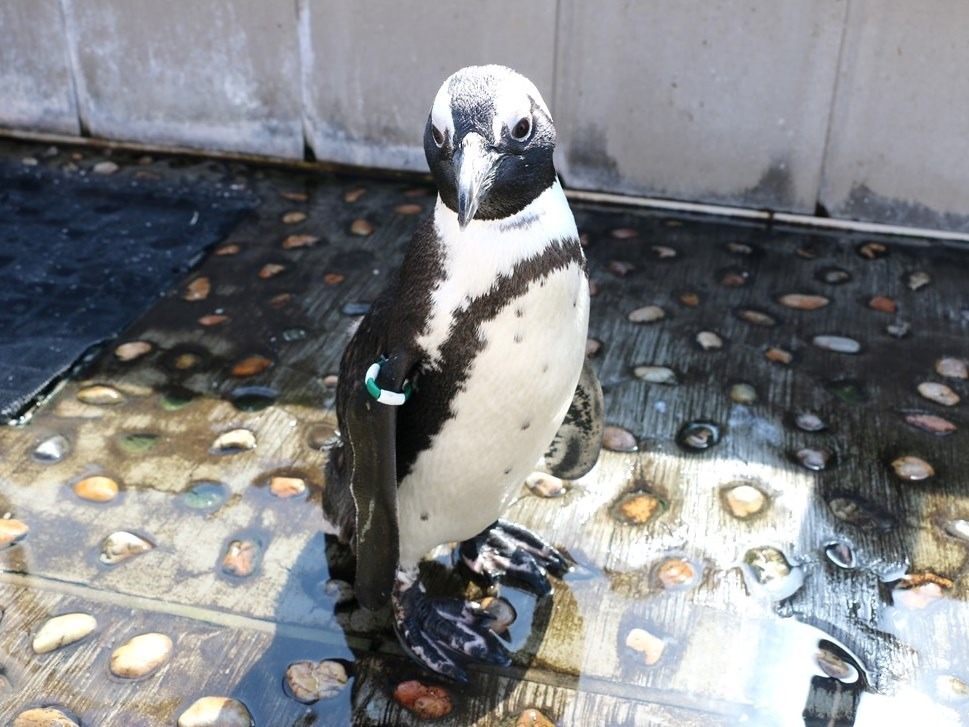 仙台うみの杜水族館 - 写真3