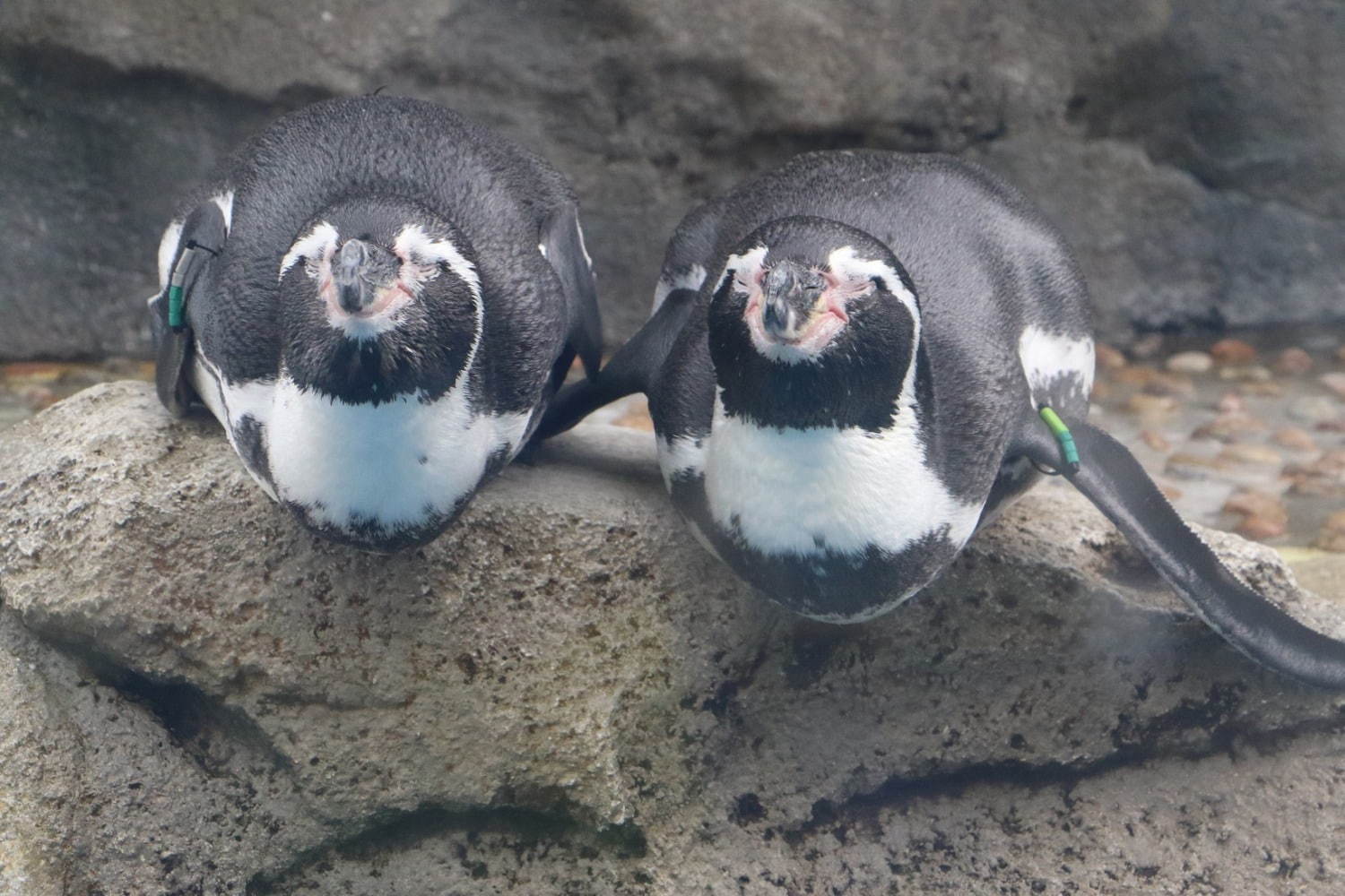 仙台うみの杜水族館 - 写真6