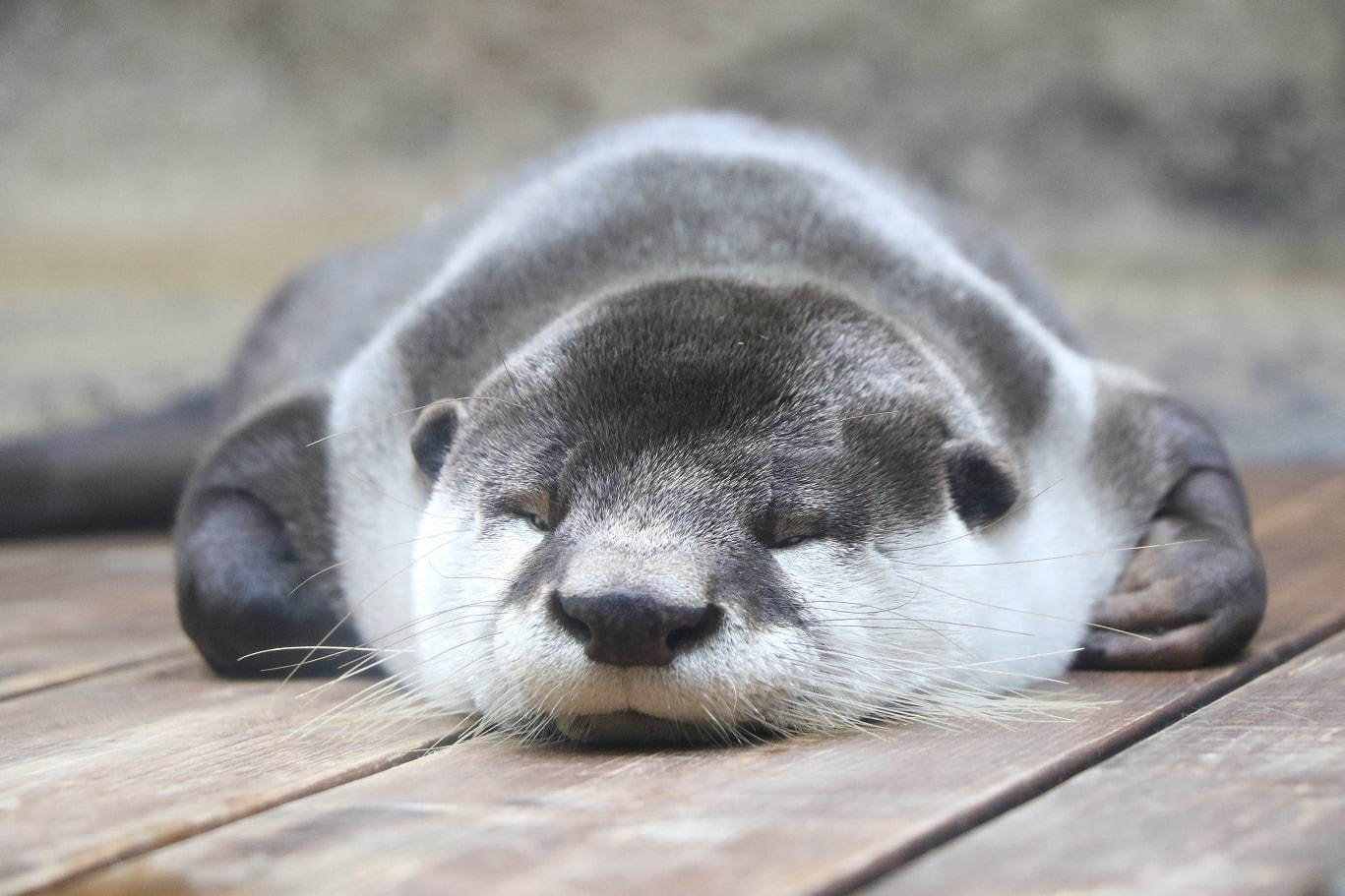 仙台うみの杜水族館 - 写真5