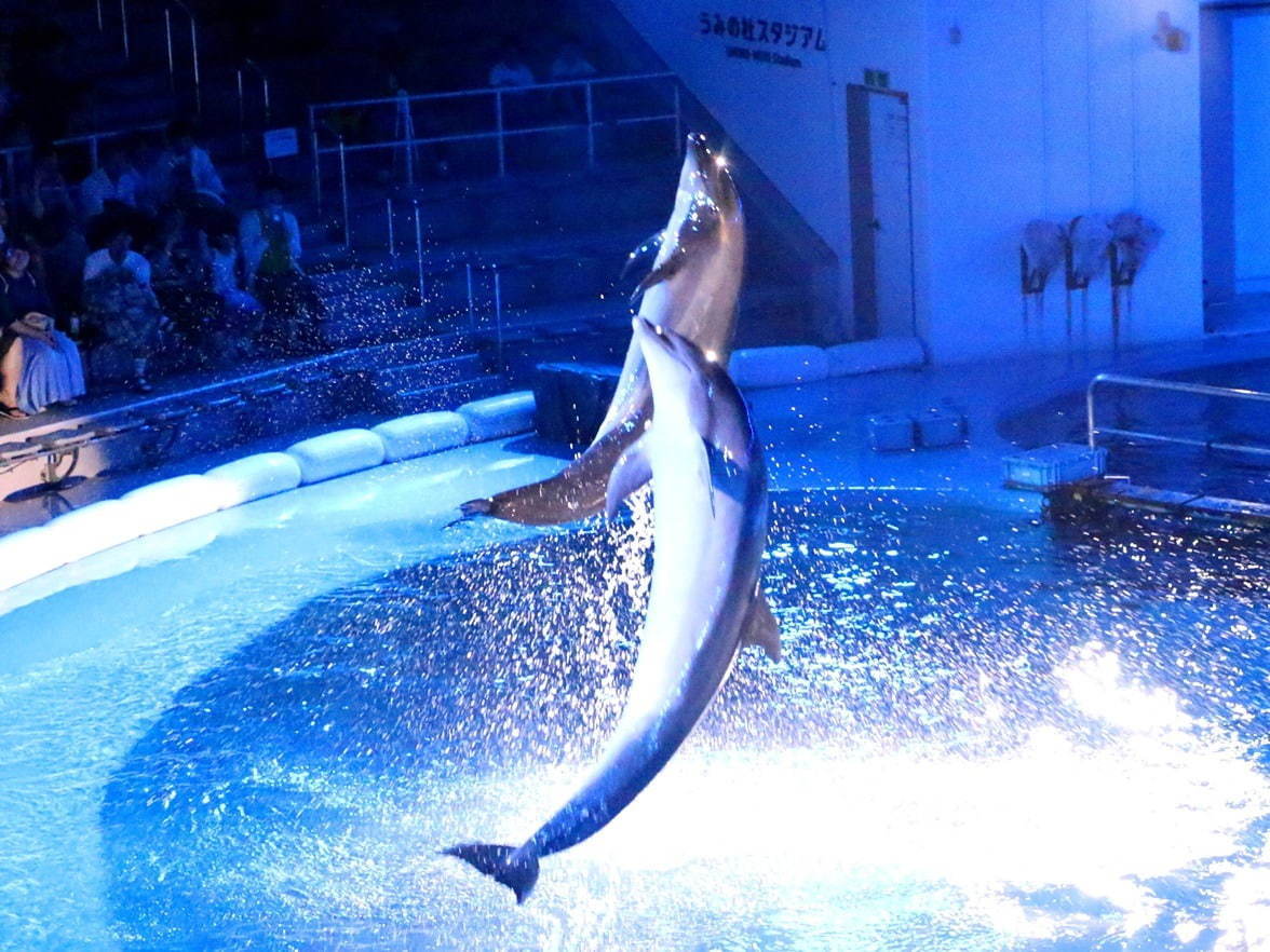 仙台うみの杜水族館 - 写真4