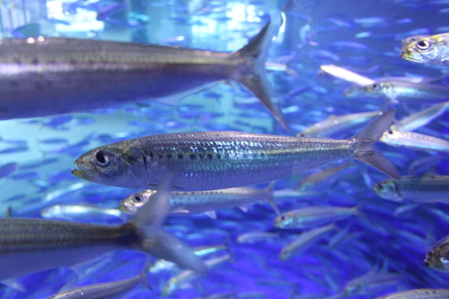 アクアワールド茨城県大洗水族館 - 写真2