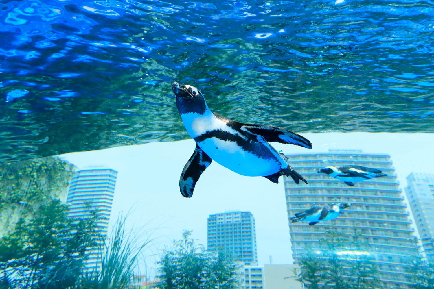 サンシャイン水族館 - 写真7