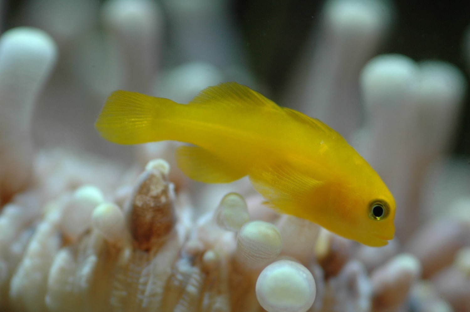 サンシャイン水族館 サンシャインスイゾクカン 池袋 名所 有名スポット ファッションプレス