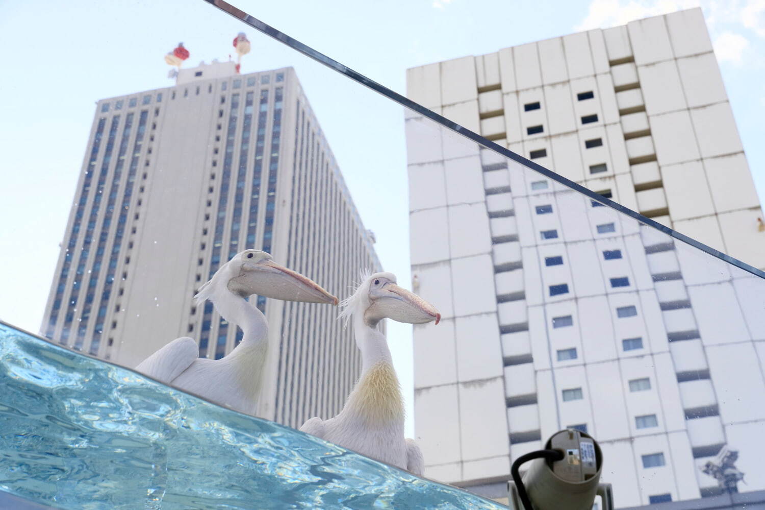 サンシャイン水族館 - 写真8