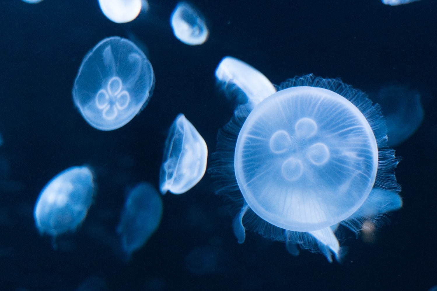 サンシャイン水族館 サンシャインスイゾクカン 池袋 名所 有名スポット ファッションプレス