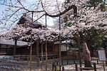 靖国神社 画像6枚目