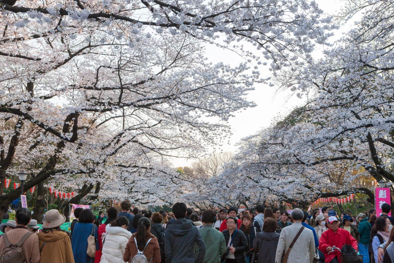 「全国の桜名所＆桜まつり2025」東京・大阪・京都などの人気花見スポット、開花/満開予想も | 写真