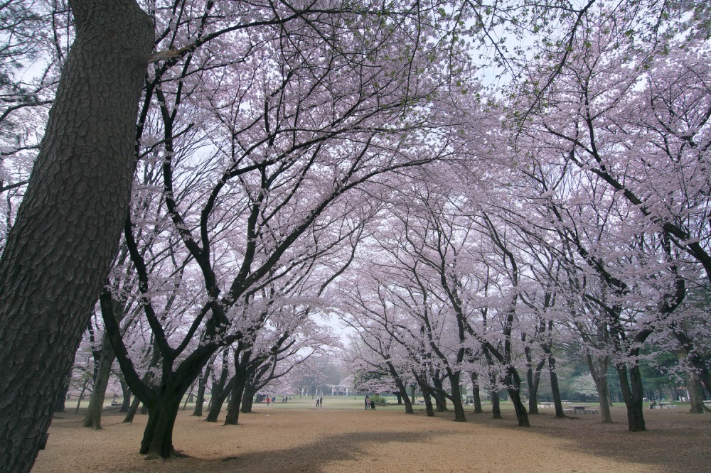 光が丘公園 - 写真2