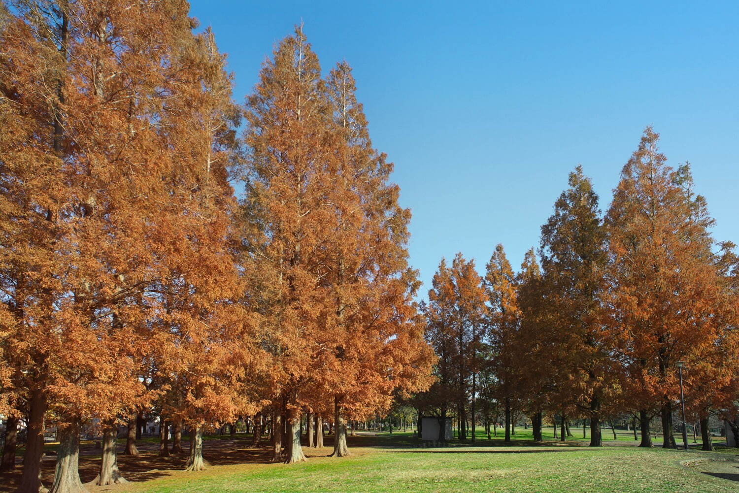 篠崎公園 - 写真1