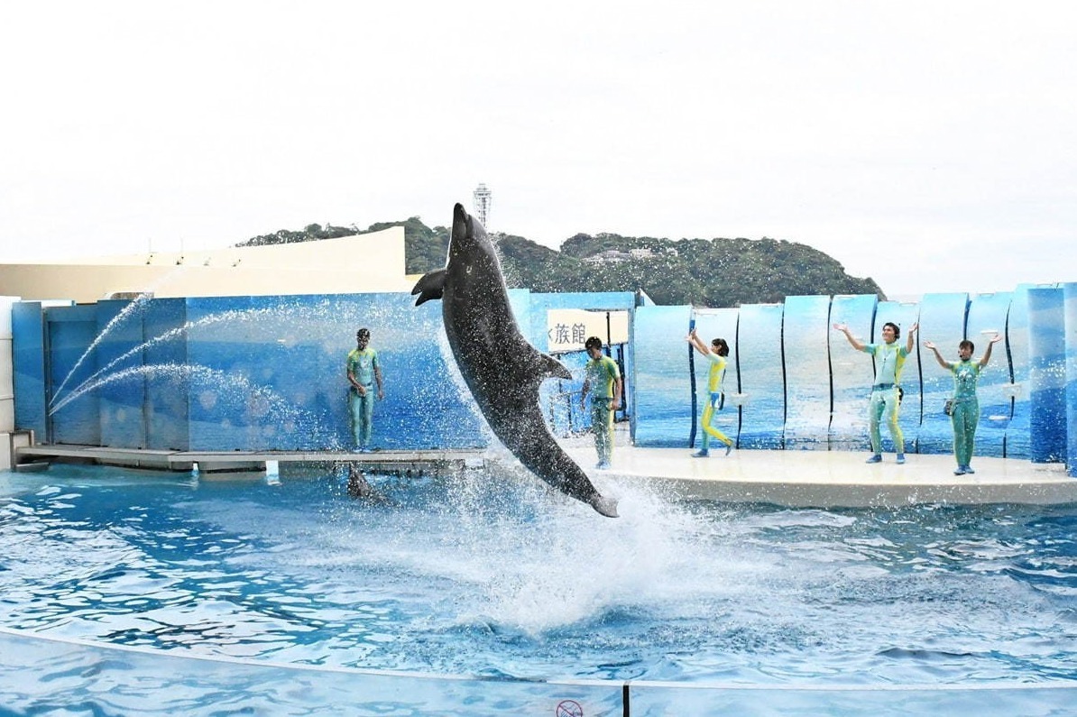 【神奈川県】絶景イルカショーの「新江ノ島水族館」