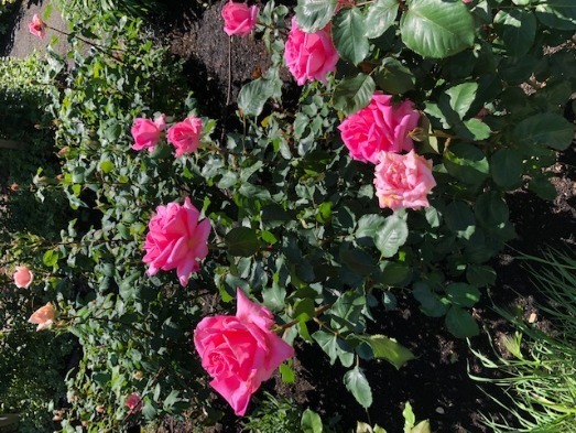 箱根強羅公園 - 写真2