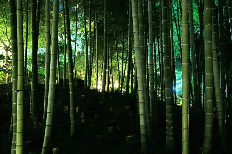 高台寺 - 写真2