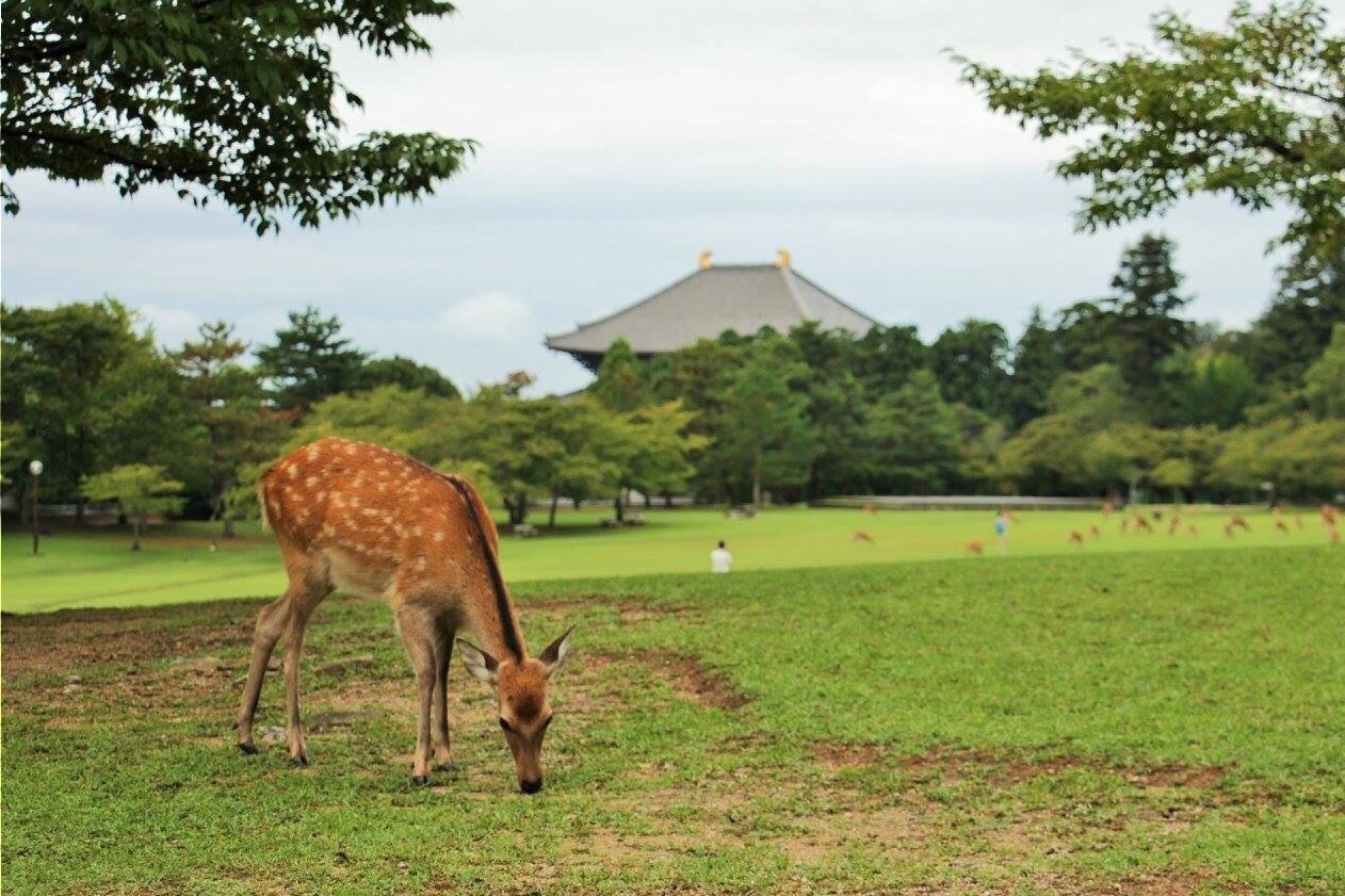 奈良公園 ナラコウエン スポット情報 地図 ファッションプレス