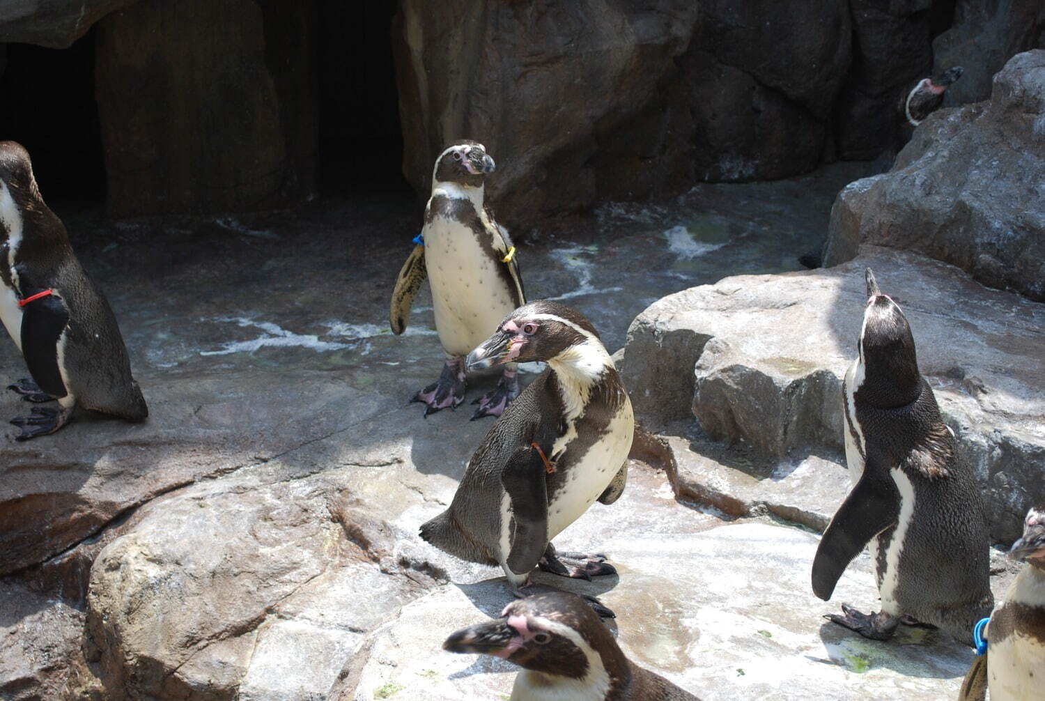 宮島水族館「みやじマリン」 - 写真2