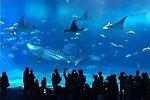 沖縄美ら海水族館