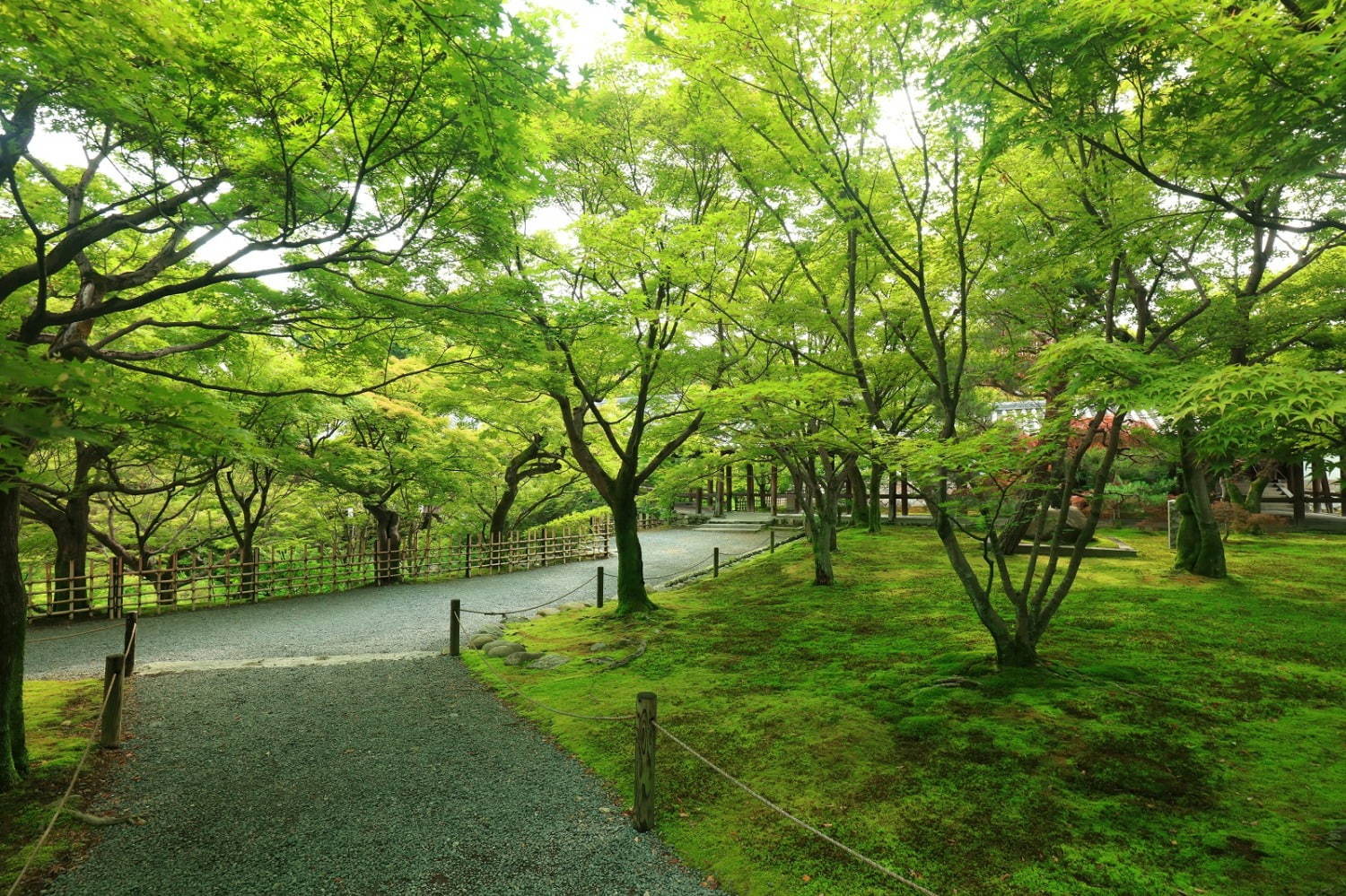 東福寺 - 写真4