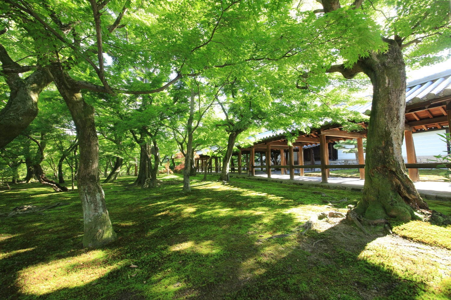 東福寺 - 写真3