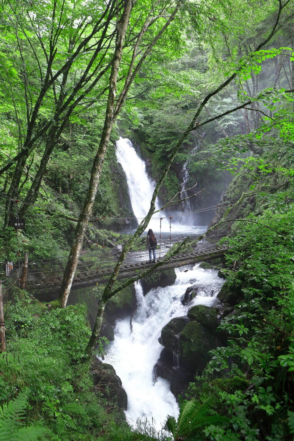 乗鞍山麓 五色ヶ原の森 - 写真3