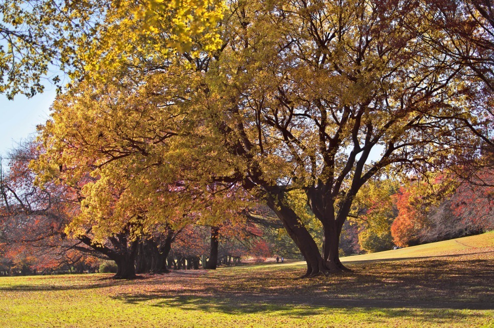 砧公園 - 写真3