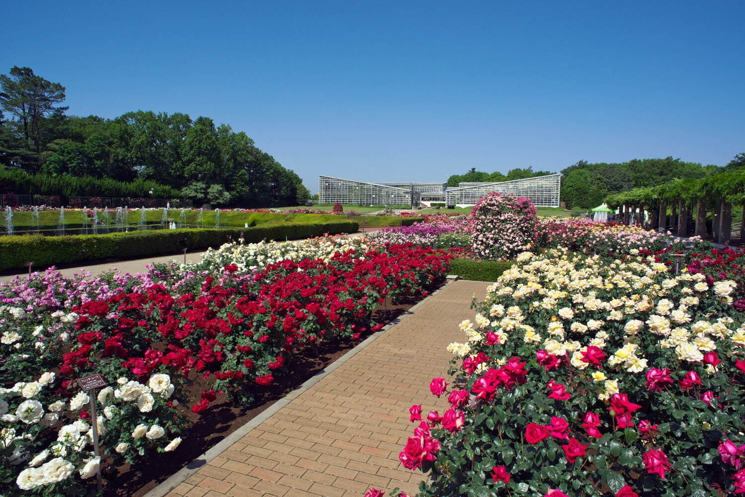 神代植物公園 - 写真5