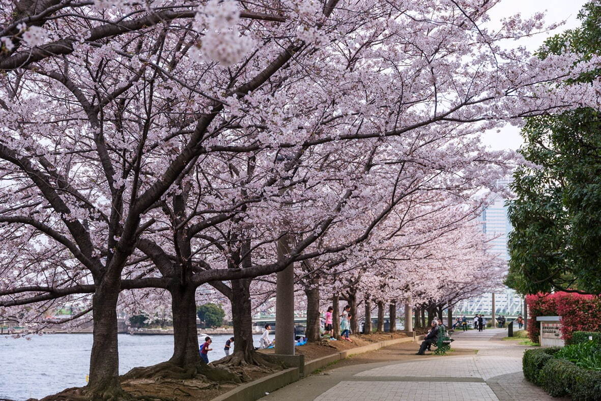 【東京都】隅田公園の桜