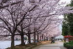 隅田公園 画像2枚目