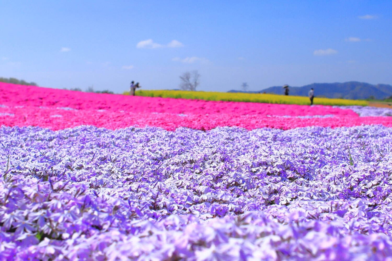 世羅高原農場 - 写真4