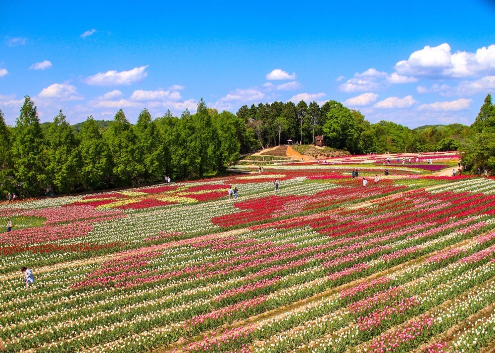 世羅高原農場 - 写真8