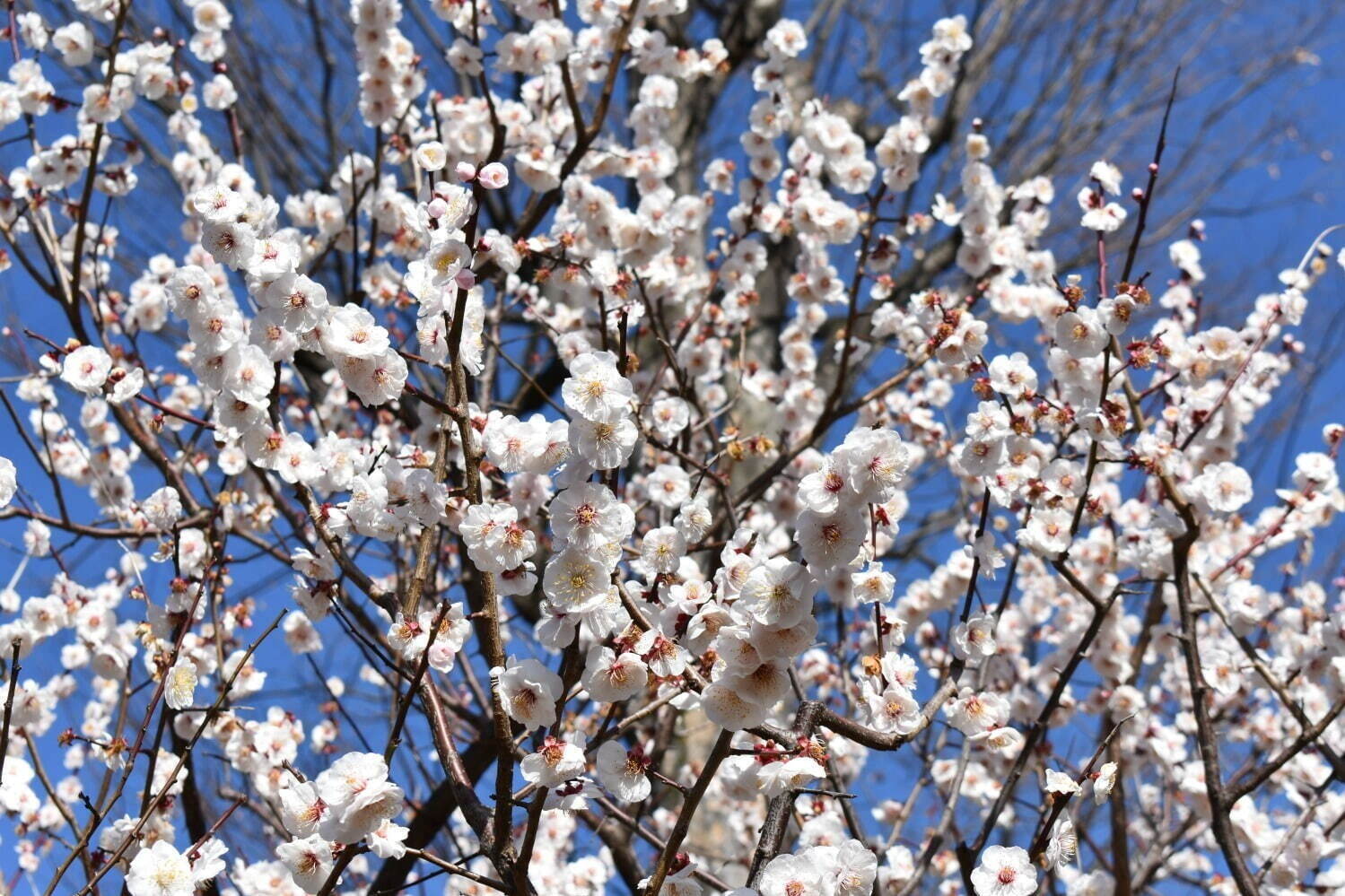 羽根木公園 - 写真2